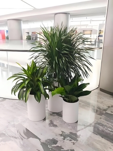 寻余姚实惠绿植租赁？这里价格让你尖叫不已！